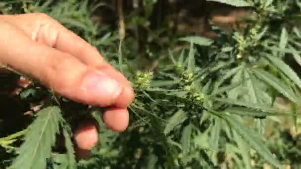 大麻灌木的种子和叶子 — 图库视频影像