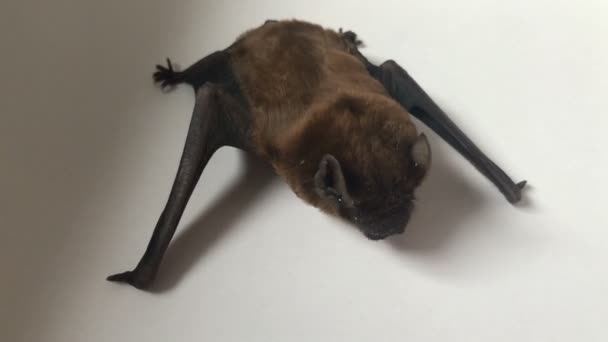 Animal bat grimaces on white background — Stock Video