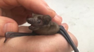 Yarasa insan elinde yüzünü buruşturur.