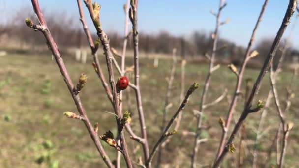 Vroege lente, jonge bomen in de tuin — Stockvideo