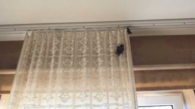 Yavru bir yarasa perdede sürünüyor.