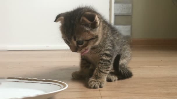 Bastante colgante oreja gatito leckt leche de platillo — Vídeos de Stock