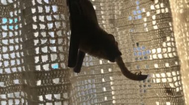 Bat eating worm , hangs on the curtain with her cub