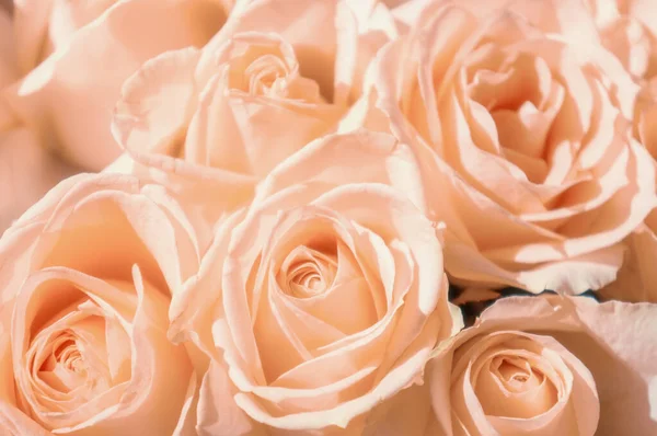 Primo Piano Rose Rosa Bouquet Giorno Speciale — Foto Stock