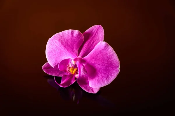Elegante orchidea geïsoleerd — Stockfoto