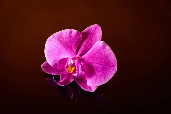 Elegant orchidea isolated — Stock Photo, Image