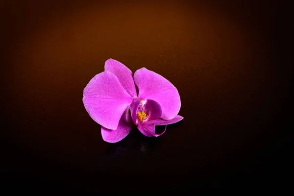 Elegáns orchidea elszigetelt — Stock Fotó
