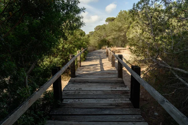 Gångväg av plankor i skogen — Stockfoto