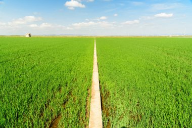 pirinç alan yeşil çimen