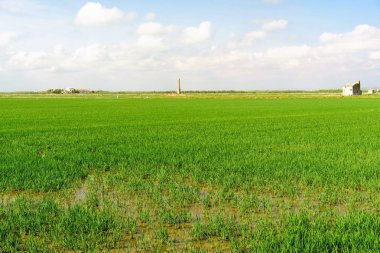 pirinç alan yeşil çimen