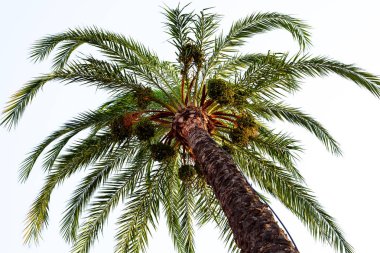 Yeşil ile hurma ağacı