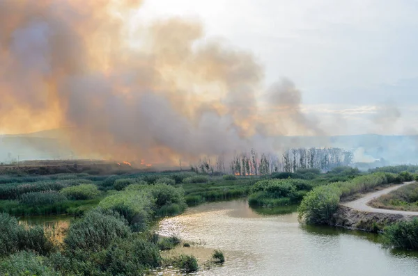 Fire caused by the destruction  humans.