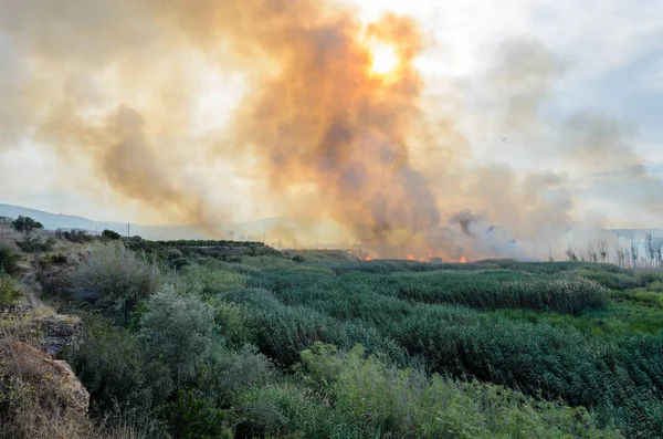 Fire caused by the destruction  humans.