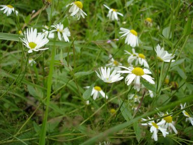 meadow chamomile