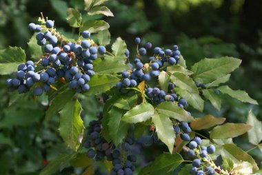 Şube mavi çilek ile