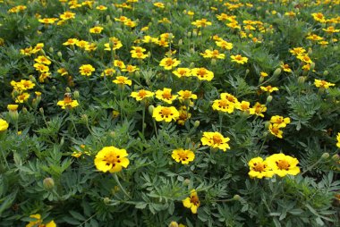 kadife çiçeği alanı