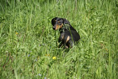 Yeşil çimlerde siyah Dachshund
