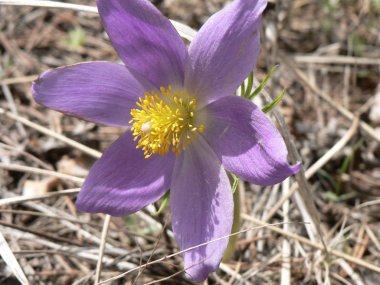 Kuru bir baharda çuha çiçeği, çimenler.
