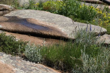 Çiçeklerle çevrili taş