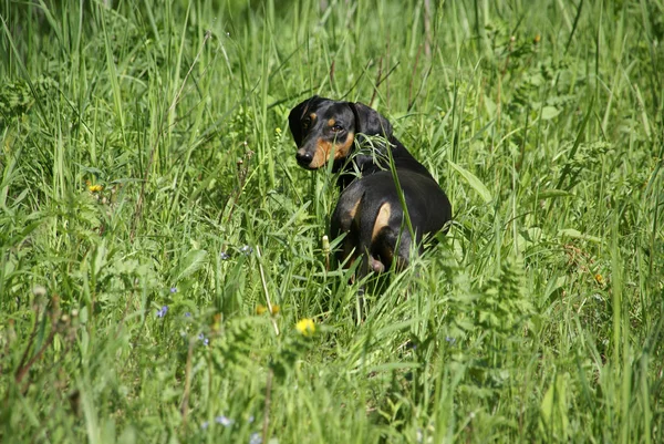 Zwart Dachshund in groen gras — Stockfoto