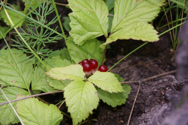 Wild red berry close-up — стоковое фото