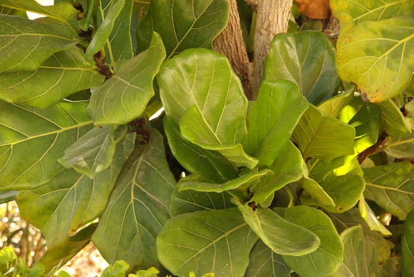 Jasny zielony błyszczące liście zbliżenie — Zdjęcie stockowe