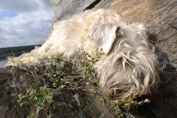 Terrier com cabelo claro descansando em uma rocha contra o céu — Fotografia de Stock