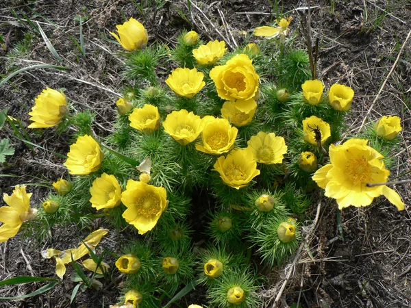 La planta de primavera Adonis en flor —  Fotos de Stock