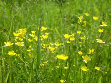 Tarlada düğün çiçekleri