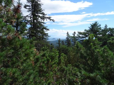 Yoğun büyüyen sedir ağaçlarının arasından deniz manzarası