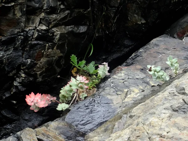 Autumn plants on rocks