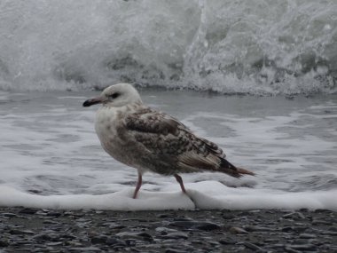 Bir martı deniz kıyısında bir dalga boyunca yürür.