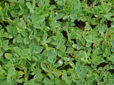 Çimlerin üzerindeki çiy damlaları