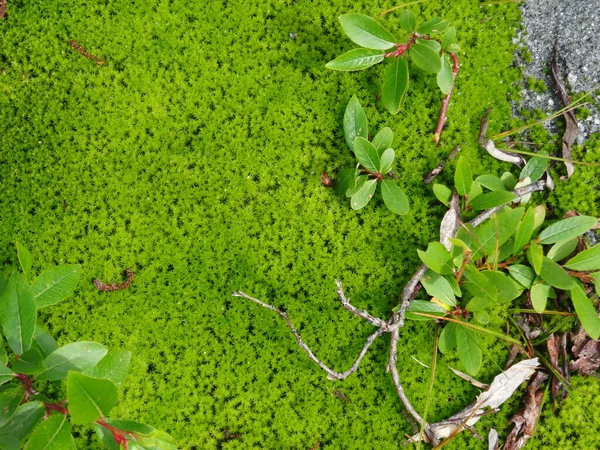 A branch of a dwarf willow on a thick carpet of green moss 스톡 사진