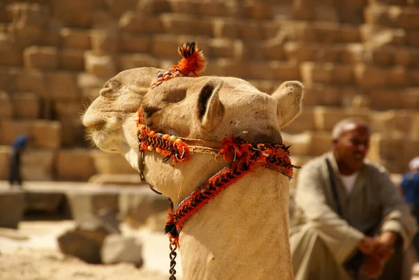 Portrait of a camel in a beautiful harness on a blurred sandy ba — Stockfoto