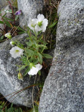 Taşların arasında beyaz narin çiçek