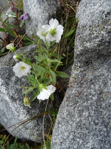 Flor delicada blanca entre las piedras —  Fotos de Stock