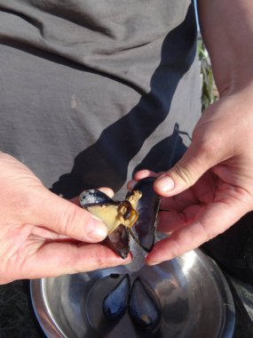 Gri bir arka planda metal bir kasenin üstündeki midye kabuğunu aç.