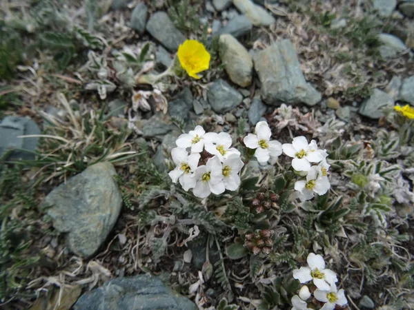Estepa Flores Blancas Miniatura Sobre Fondo Arena Piedras Hierba —  Fotos de Stock
