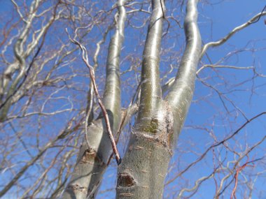 Mavi gökyüzüne ve kıvranan dallara yaslanmış gri-yeşil söğüt gövdesi