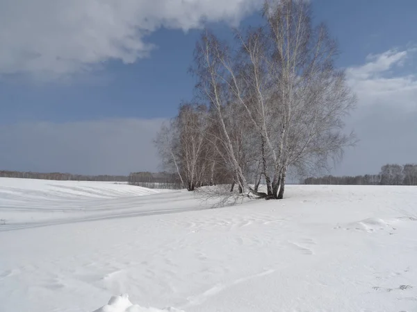 Bir Grup Huş Ağacı Karla Kaplı Bir Ovada Mavi Gökyüzüne — Stok fotoğraf