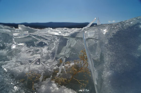Части Большой Прозрачной Льдины Можете Увидеть Водоросли Замороженные Льду Фоне — стоковое фото