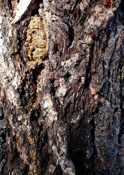 Tronco Con Corteza Áspera Marrón Del Primer Plano Del Árbol —  Fotos de Stock