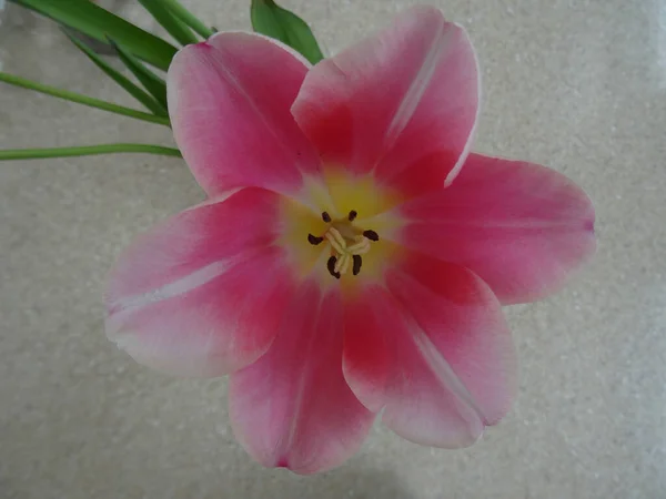 Rosa Tulipa Flor Mesa Vista Superior Perto — Fotografia de Stock