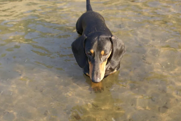 Dachshund Caminha Água Fundo Arenoso Luz Solar Refletida Partir Superfície — Fotografia de Stock