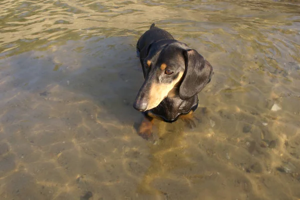 Dachshund Preto Bronzeado Está Água Clara Rio Luz Solar Refletida — Fotografia de Stock