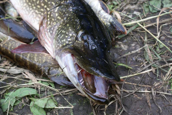 Fångst Efter Fiske Fisk Liggande Gräset Gädda Huvud Nära Håll Stockfoto