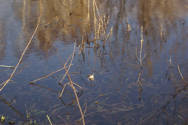 Het Gezicht Van Kikker Zichtbaar Van Onder Het Heldere Water — Stockfoto