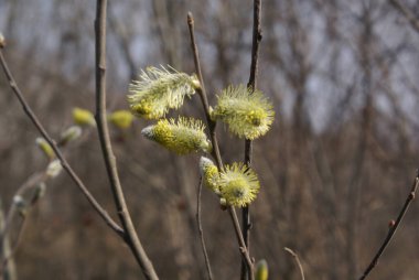 Sarı cilt yüzüklü söğüt dalı