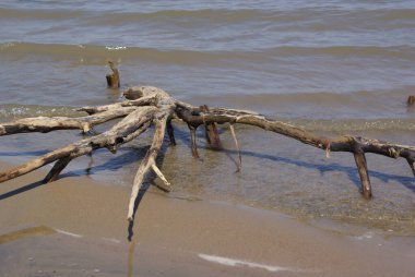 Deniz kıyısında kumlu sahildeki dalgalardan bir engel çıkıyor.